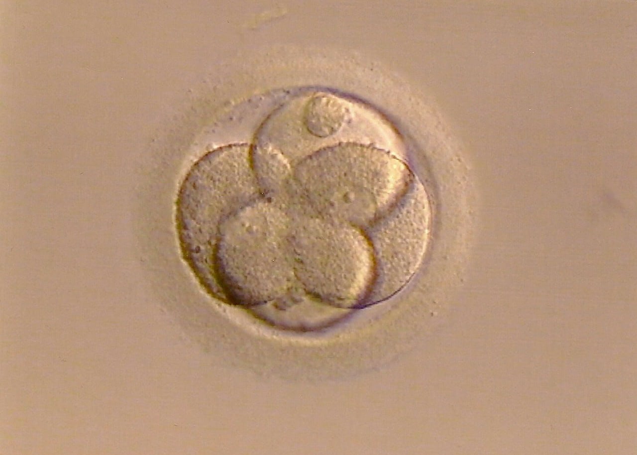 fertilized-egg-267976_1280.jpg