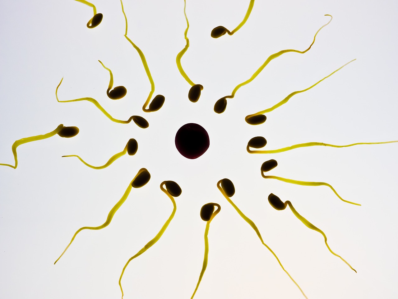 sperm-956481_1280.jpg